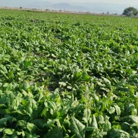 اسفناج فروشی|گل و گیاه طبیعی|گنبد کاووس, |دیوار