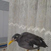 جوجه مینا دستی و رام