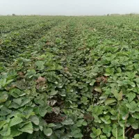 فروش نهال توت فرنگی