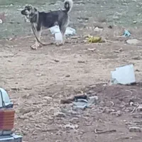 سگ .توله ۶ماهه