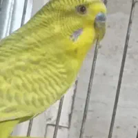 یک عدد مرغ عشق نر نژاد اسپانگل