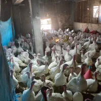 فروش بوقلمون گوشتی