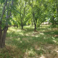 فروش باغ گردو و کشمش