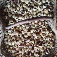 انجیر پرک|خوردنی و آشامیدنی|شیراز, شهرک ترکان|دیوار