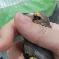 سهره دورگه نر