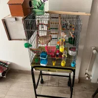 قفس طوطی گرینچیک عروس هلندی راهی ملنگو خورشیدی