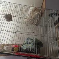 قفس|لوازم جانبی حیوانات|مشهد, شهرک لشکر (شهرک غرب)|دیوار