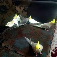 ۸عددجوجه سرلاکی ودون خوربزرگ شده با بهترین شرایط|پرنده|آمل, |دیوار