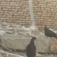 مر‌غ‌خروس