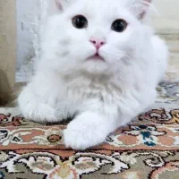 گربه پرشین خانگی|گربه|سقز, |دیوار