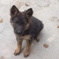 توله ژرمن پا خرگوشی معاوضه