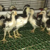 تخم و جوجه مرغ گلین لری|حیوانات مزرعه|بابل, |دیوار