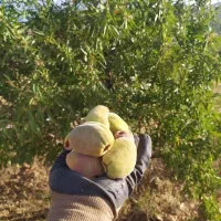 باغ بادام دیم (سمیرم)