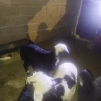 6 عدد بره 1 کهره|حیوانات مزرعه|داراب, |دیوار