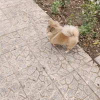 سگ گمشده خیابان اصلی گوهردشت