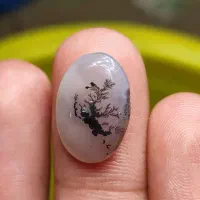 نگین شجر مشکی