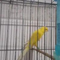 قناری رسمی بلند