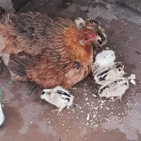 مرغ با جوجه / خروس محلی کاملا سالم و جوان (باشت)|حیوانات مزرعه|باشت, |دیوار