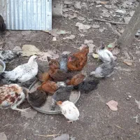 جوجه|حیوانات مزرعه|رشت, حومه رشت|دیوار
