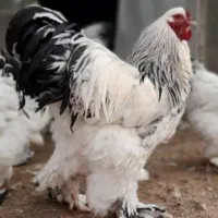 برهما بلک و لایت جوجه