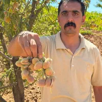 نهال بادام تضمینی پایه قوی|خدمات باغبانی و درختکاری|آباده, |دیوار