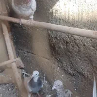 چندعددطوقیباناوردمسفیددمسیاه|پرنده|اسدآباد, |دیوار