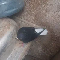 دم سفید|پرنده|خرمشهر, |دیوار