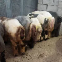 گوشت گوسفند