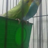 فروش چند جفت مرغ عشق مولد|پرنده|آبادان, |دیوار