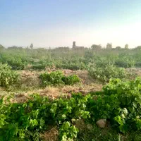 ۲۳۰۰ متر باغ انگور بارده بهر خیابان اصلی باغ