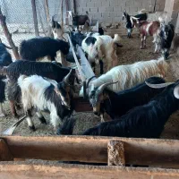 کهره نر|حیوانات مزرعه|بندر گناوه, |دیوار