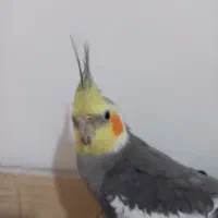 یک جفت عروس هلندی رام و دستی|پرنده|سپیدان, |دیوار