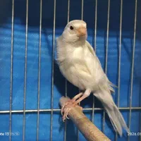 دو جفت قناری کار داده