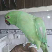 عروس هلندی مولد، گرینچیک مولد ،فنچ مولد،طوطی ملنگو