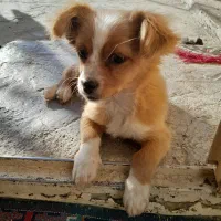 یک عدد سگ دوماهه پنج میلیون