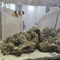 آکواریوم آب شور