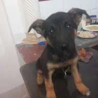 واگذاری توله سگ ژرمن نر باهوش