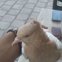 سینه زرد