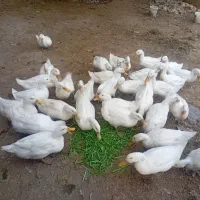 اردک محلی باِلغ ودرشت ودرحال تخم آمدن وارگانیک