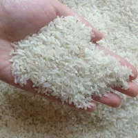 برنج پرمحصول دانه درشت مازندارنی