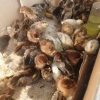 جوجه گلپایگان