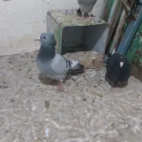 سبز پلنگ ‌، دم سفید|پرنده|زرند, |دیوار