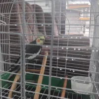 فروش عروس هلندی|پرنده|نوشهر, |دیوار