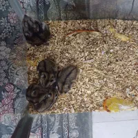 همستر کوتوله روسی