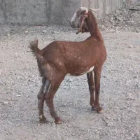 بز دورگ قیمت 8300ت|حیوانات مزرعه|کرمان, |دیوار