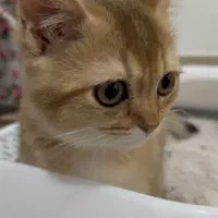 گوربه گربه بریتیش آرام|گربه|بوشهر, |دیوار