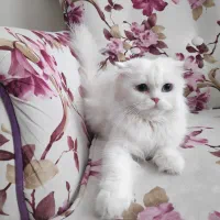 گربه پرشین اسکاتیش|گربه|تبریز, |دیوار