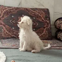 سگ پاپی سفیدبرفی