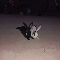 خرگوش اهلی|موش و خرگوش|عطاملک, |دیوار