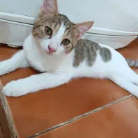 سه بچه گربه